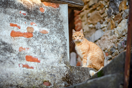 Cat in italian village