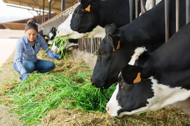 Latino american positive woman working in cowshed, engaged in breeding of milking cows