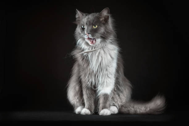 gray and white shaggy outbred cat lick it's lips on a black background
