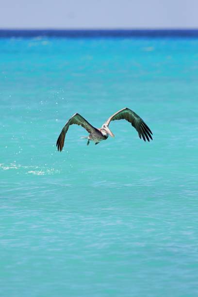 istock Pelican flying over open sea 1365894618