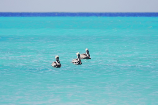 Several cormorants and a pelican rest next to the port of Holbox, an island north of the Mexican state of Quintana Roo.