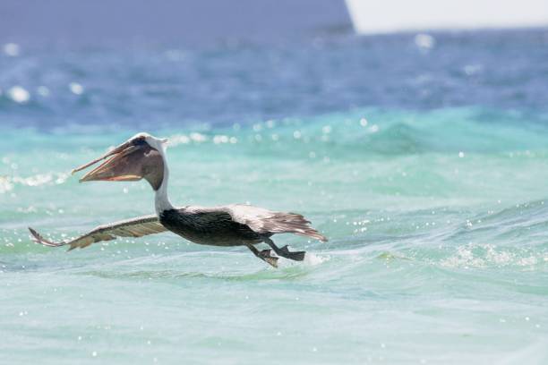 istock Pelican flying over open sea 1365894950