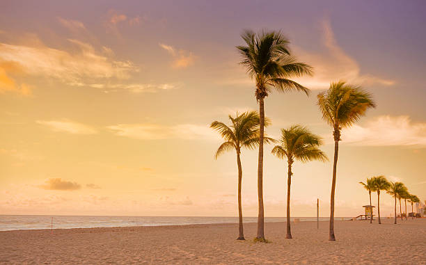 istock Sunrise in Miami Beach Florida with palm trees 136589599