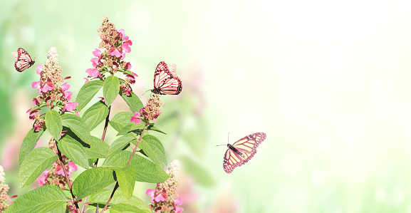Sunny spring background with pink flowers and three Monarch butterfly. Horizontal summer banner with flowers and butterflies Danaus plexippus (Nymphalidae) on green backdrop. Copy space for text
