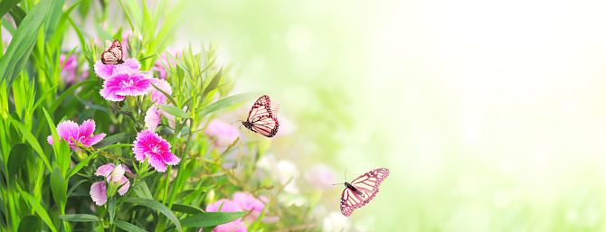 Spring sunny background with pink carnation (Dianthus caryophyllus) flowers and Monarch butterflies. Horizontal backdrop with clove pink flower and butterfly Danaus plexippus. Copy space for text