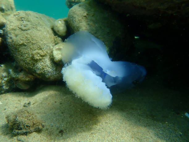 istock Dead Mediterranean jellyfish or fried egg jellyfish, Mediterranean jelly (Cotylorhiza tuberculata) undersea 1365897069