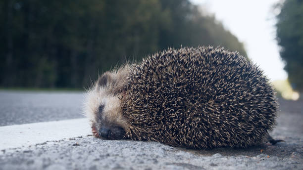 istock The unfortunate hedgehog is hit on the road by a car. 1365898497