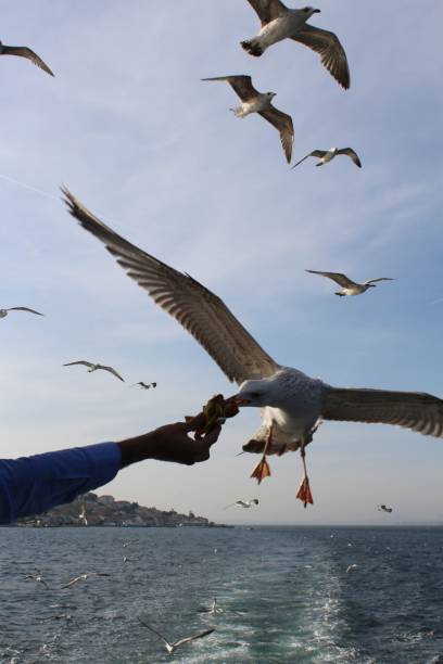 istock Seagull Feeding by People on the Boat 1365899837