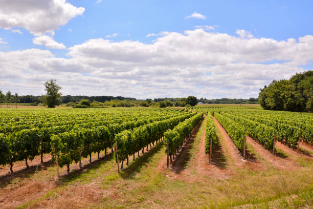 istock European natural countryside 1365900847