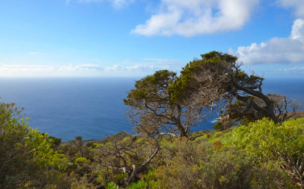 istock Beautiful view with gnarled Juniper trees shaped by the wind at El Sabinar, El Hierro,Canary Islands,Spain. 1365900954