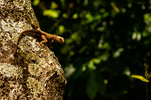 Goiânia, Goias, Brazil – January 20, 2022: A lizard on the dry trunk of a tree with a blurred green background.