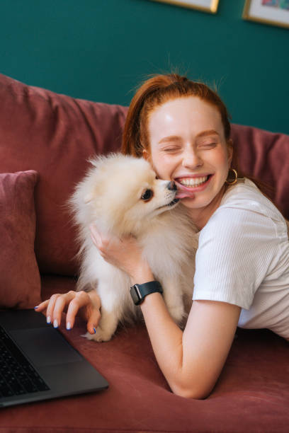 scatto verticale di giovane donna felice sdraiata su un comodo divano con un bel cane bianco spitz e usando il laptop, gli occhi chiusi. - spitz type dog immagine foto e immagini stock