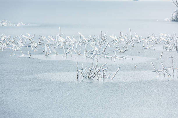 gefrorene äste durch schneeregen im see im winter - lake cerknica stock-fotos und bilder