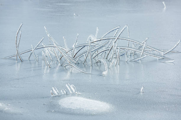 gefrorene äste durch schneeregen im see im winter - lake cerknica stock-fotos und bilder