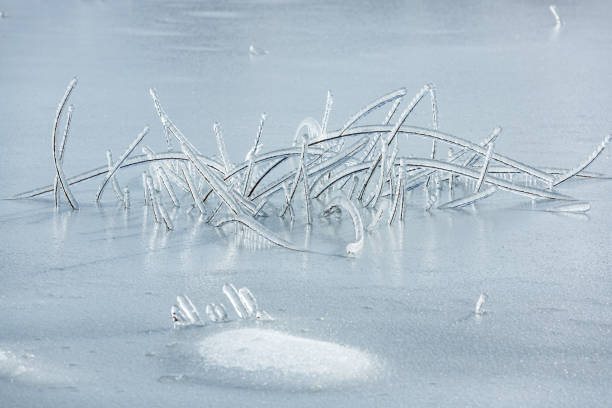 겨울에 호수에서 진눈깨비에 의한 냉동 가지 - lake cerknica 뉴스 사진 이미지
