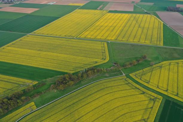 istock Aerial view of rapeseed fields 1365903107