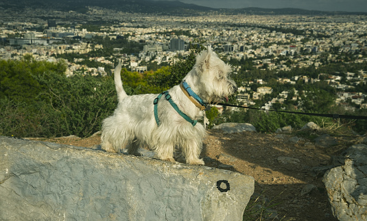 West Highland terrier on a stone in the background of Athens