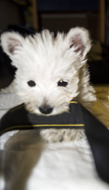 istock little white West Highland terrier playing with black ribbon 1365903484