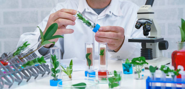 Male Microbiologist looking at a  green plant  . Medical scientist working in a modern food science laboratory with Advanced Technology. Scientist examine plants. stock photo