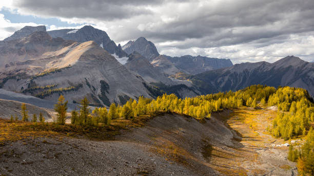 mountain scenery with golden larches on the rockwall trail in kootenay national park, british columbia, canada - floe lake imagens e fotografias de stock