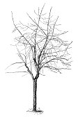 istock Dry apple tree engraving 1892 1365905714