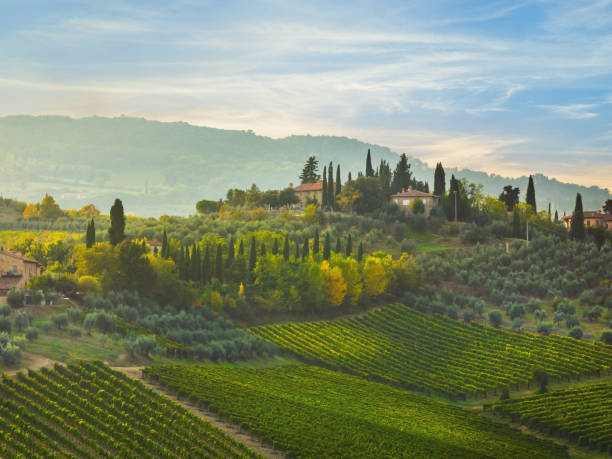 istock Vineyards and olive tree plantations in Tuscany, Italy 1365906404