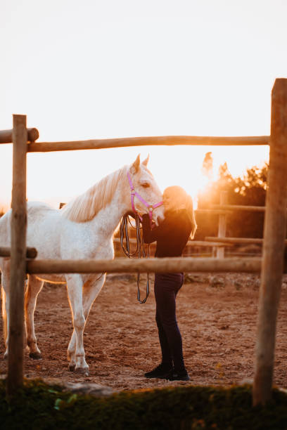 istock Beautiful young blond woman embracing her white mare in a rustic stable outdoors during the sunset in Majorca 1365906540