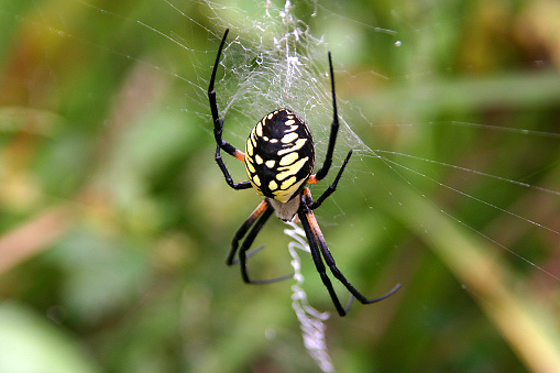 Close up of a colorful golden orb spider outside spinning its distinctive web