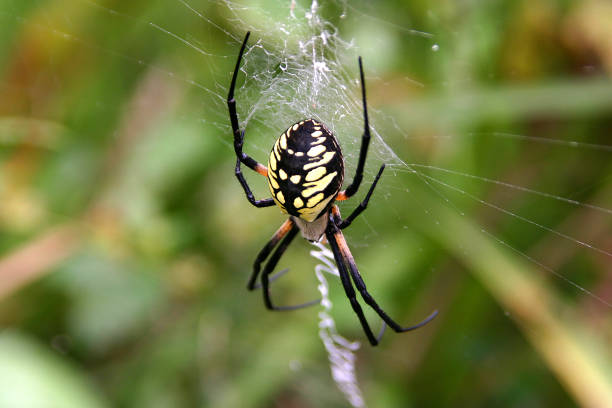 Black and Yellow Garden Spider Weaving Its Web stock photo