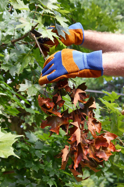 Close-up of Gloved Hands Removing a Dead Branch From a Maple Tree stock photo