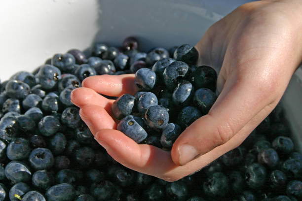 istock Fresh Blueberries By the Handful 1365906806