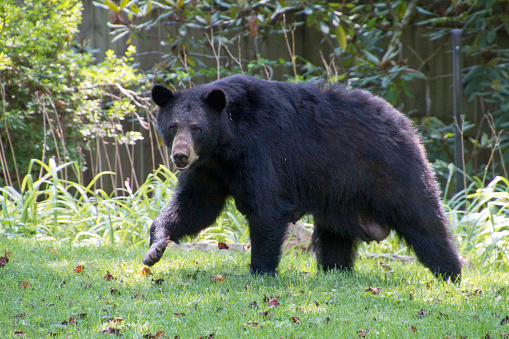 A female black bear with teats heavy with milk wanders across an urban back yard in summertime returning to her cubs