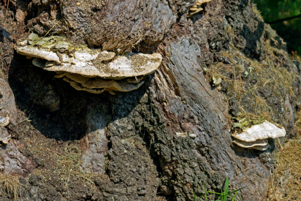 istock Shelf or Bracket Fungi Conk Grows On the Trunk Of an Old Tree 1365906996