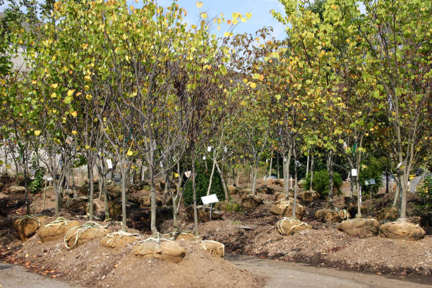 istock Trees with Burlap Encased Root Balls for Sale 1365907043