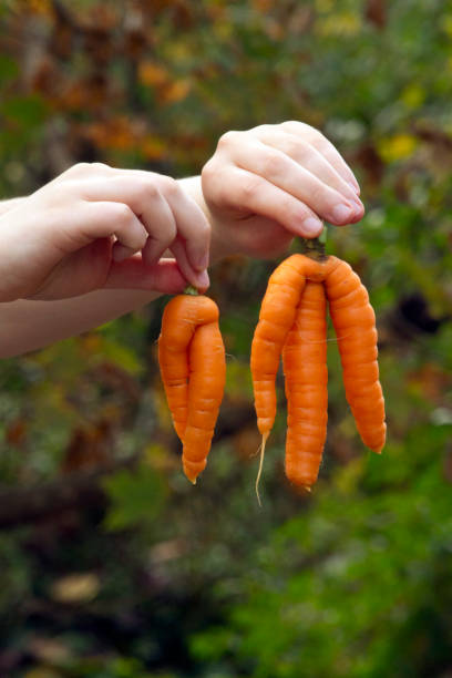 Unusual Carrots stock photo