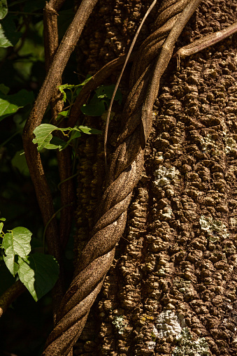 Goiania, Goias, Brazil – January 20, 2021: Texture of a tree trunk with a coiled vine and some leaves. Nature concept.