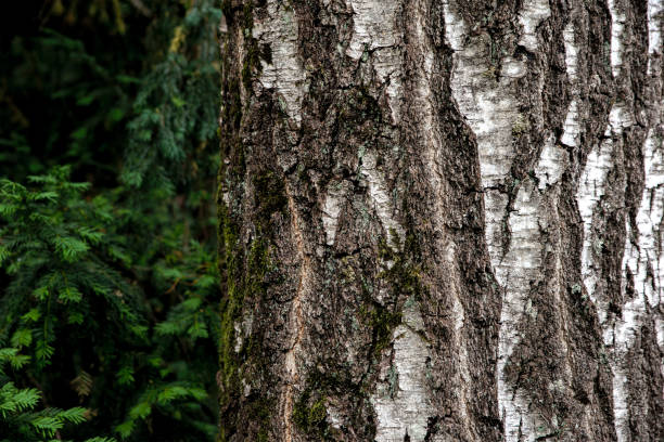 istock Birch bark of an old birch close-up. Birch bark pattern with black birch stripes on white bark 1365908676