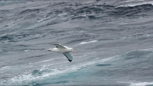 Wondering Albatross fishing in the ocean