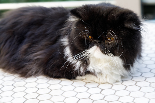 Kucing Persia Hitam Putih Foto Stok - Unduh Gambar Sekarang - Amerika