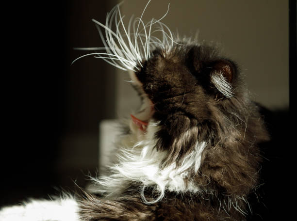 istock Black and White Persian Cat Yawning. 1365909478