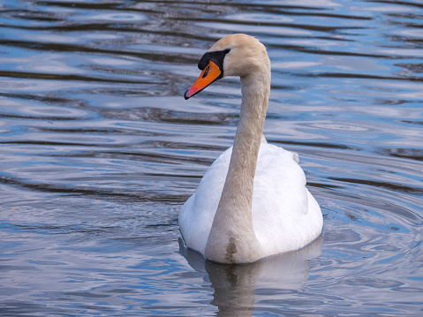 Close up mute swan
