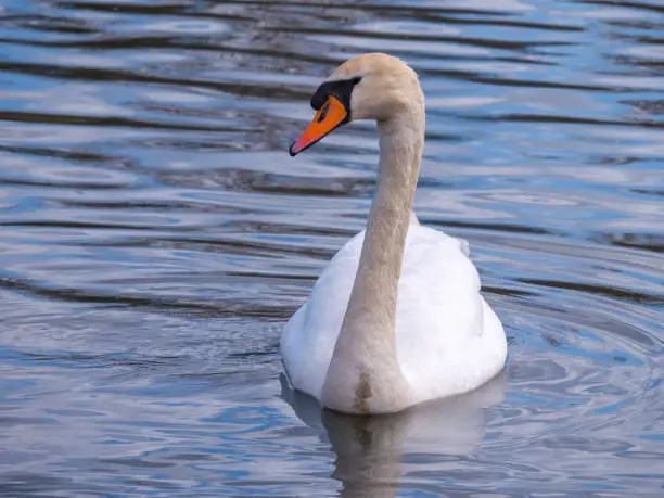 Close-up of mute swan, looking to the left