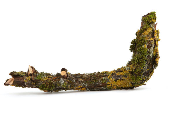 Moss and lichen growing  on branch.