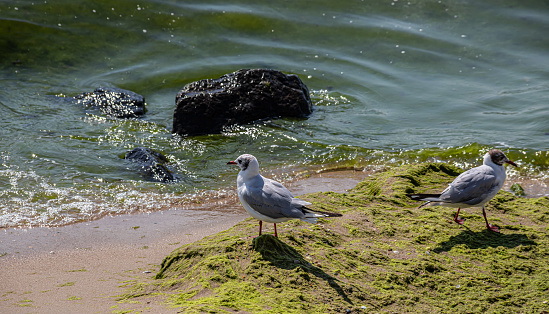 Adorable seagulls run along the coastline, spreading their white-gray wings and picking up food they find.