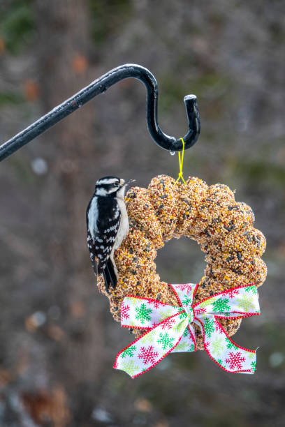 Downy woodpecker on a seasonal seed bell stock photo
