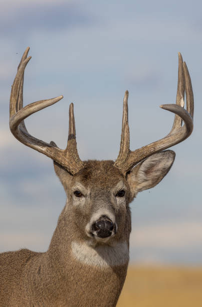 istock Buck Whitetail Deer in Fall in Colorado 1365913560