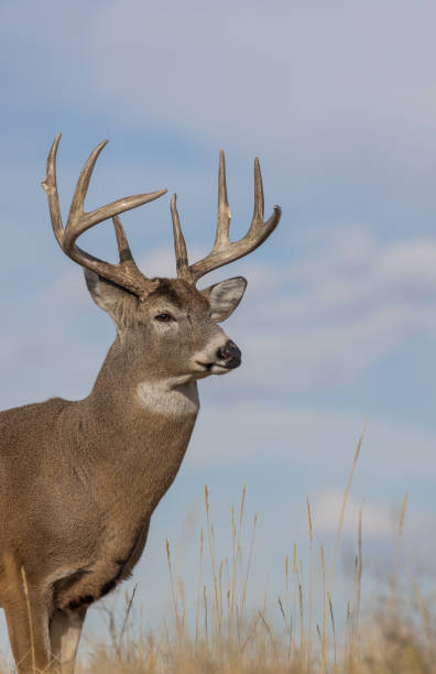 istock Buck Whitetail Deer in Fall in Colorado 1365913563