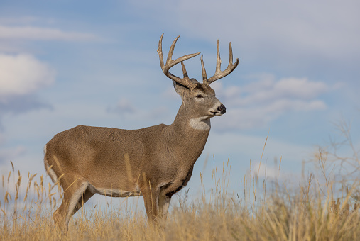 a buck whitetail deer during the rut in autumn in Colorado