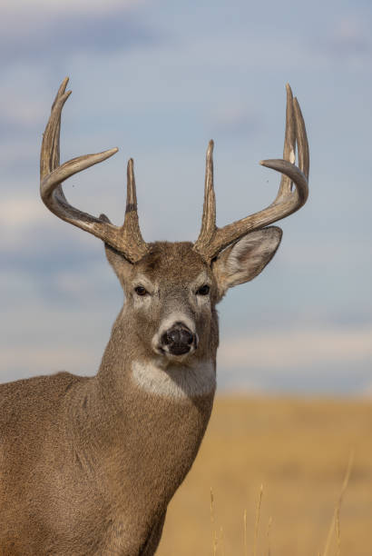 istock Buck Whitetail Deer in Fall in Colorado 1365913665