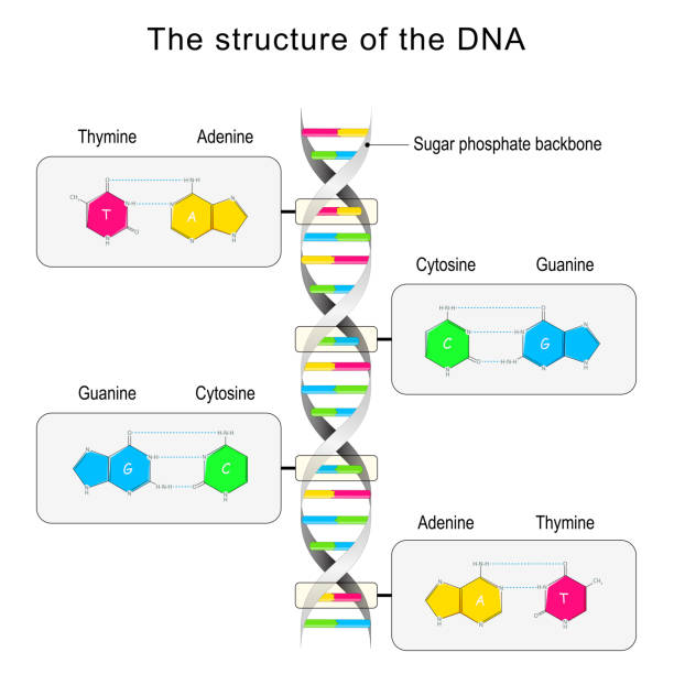 dna 구조. 염기 페어링 및 뉴클레오티드 - nucleotides stock illustrations